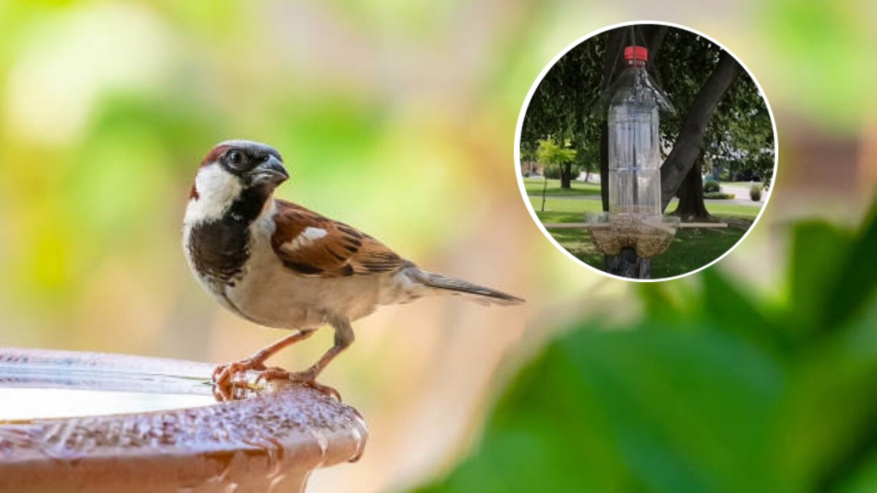 Como hacer comedero para aves