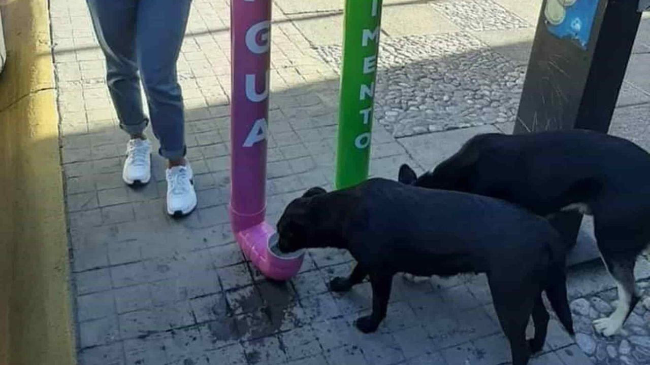 Riesgos de bebederos y comedores para perros callejeros