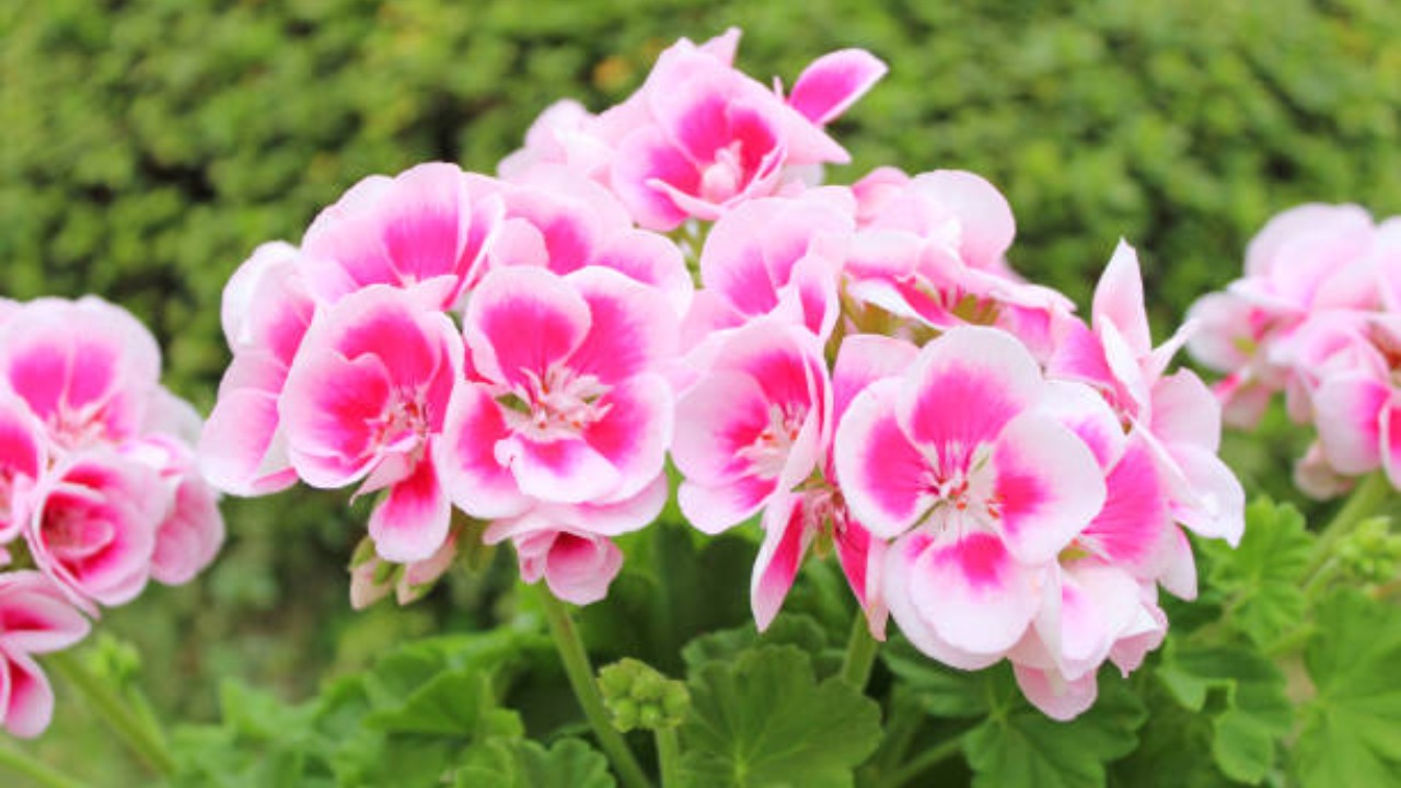 esquejes de geranios