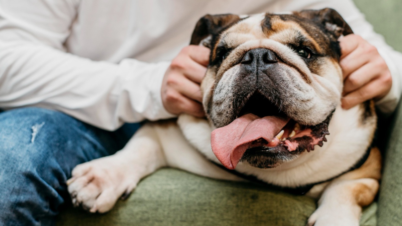 perros se orinan en los sillones