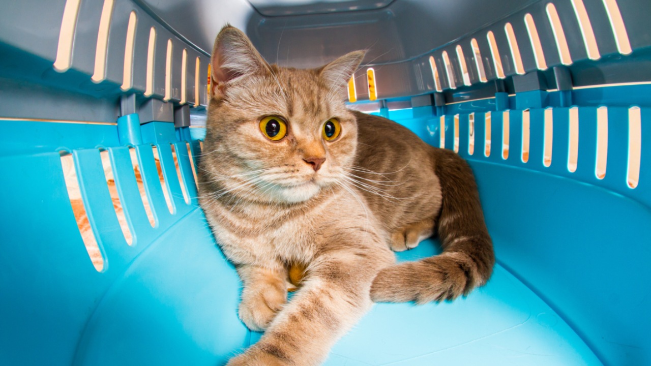 gato tranquilo en una transportadora