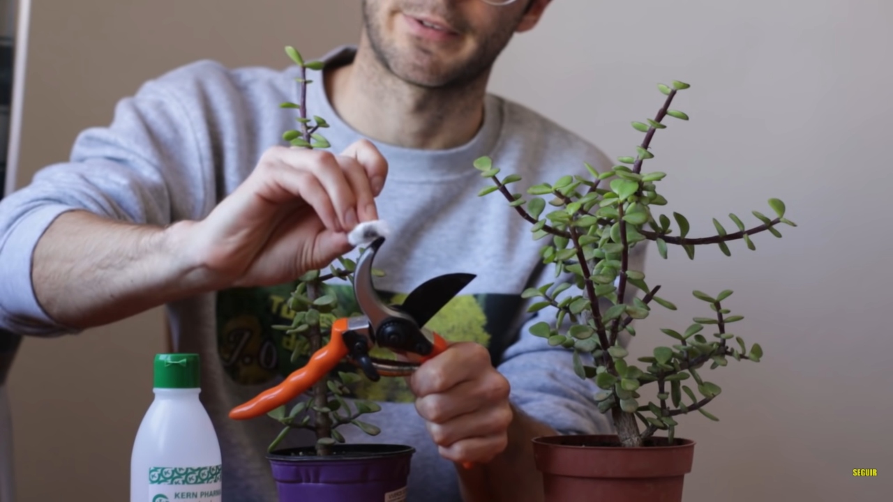 Poda de un árbol de jade