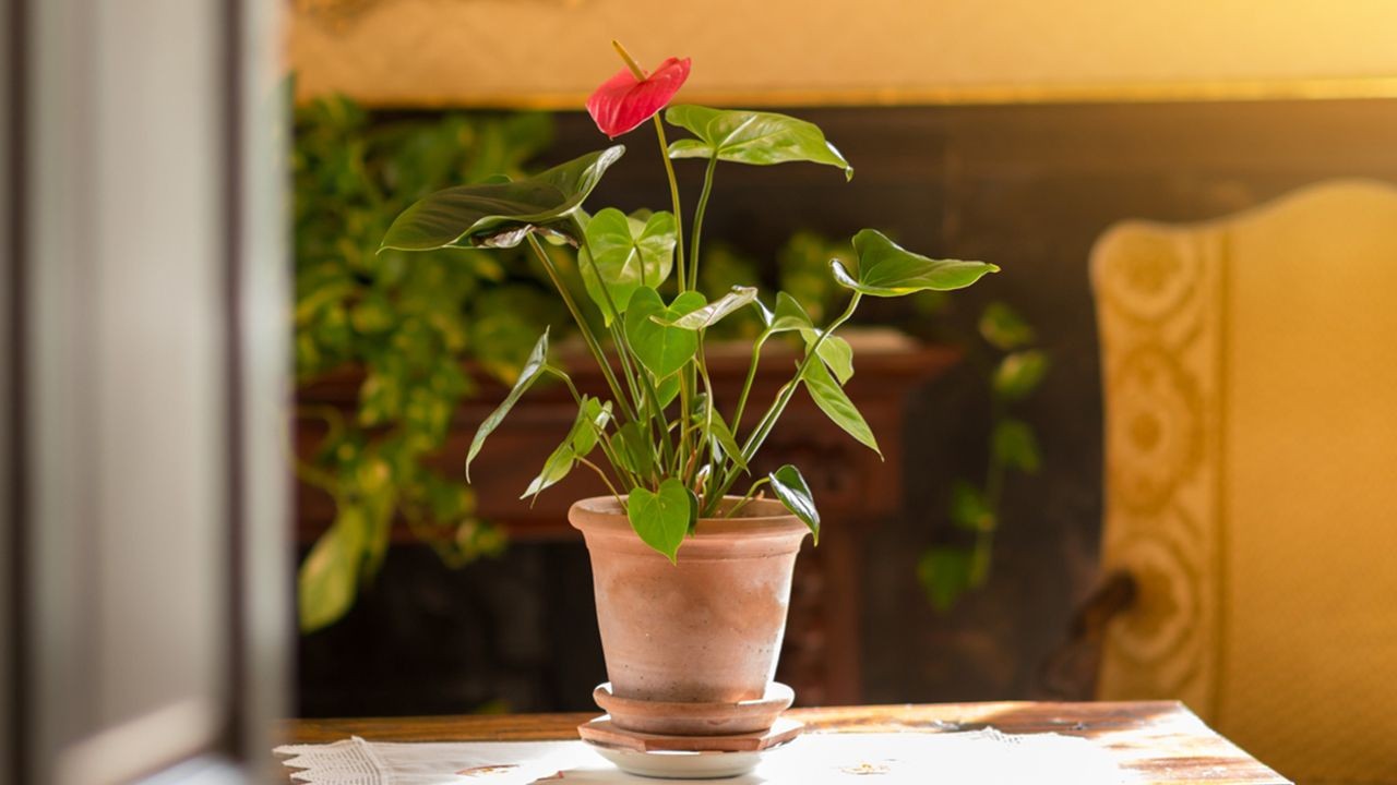 Como ayudar a florecer anturio rojo