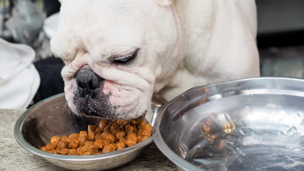 Cómo ayudar a tu perro para eliminar su mal aliento