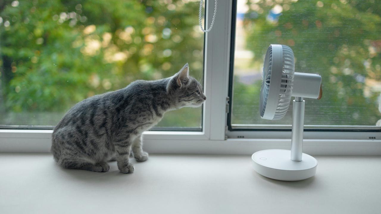 Así puedes refrescar a tu gato en casa para evitar que le de un golpe de calor