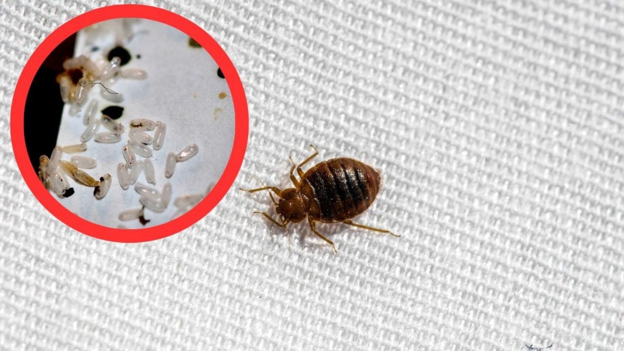 Eliminar chinches de cama