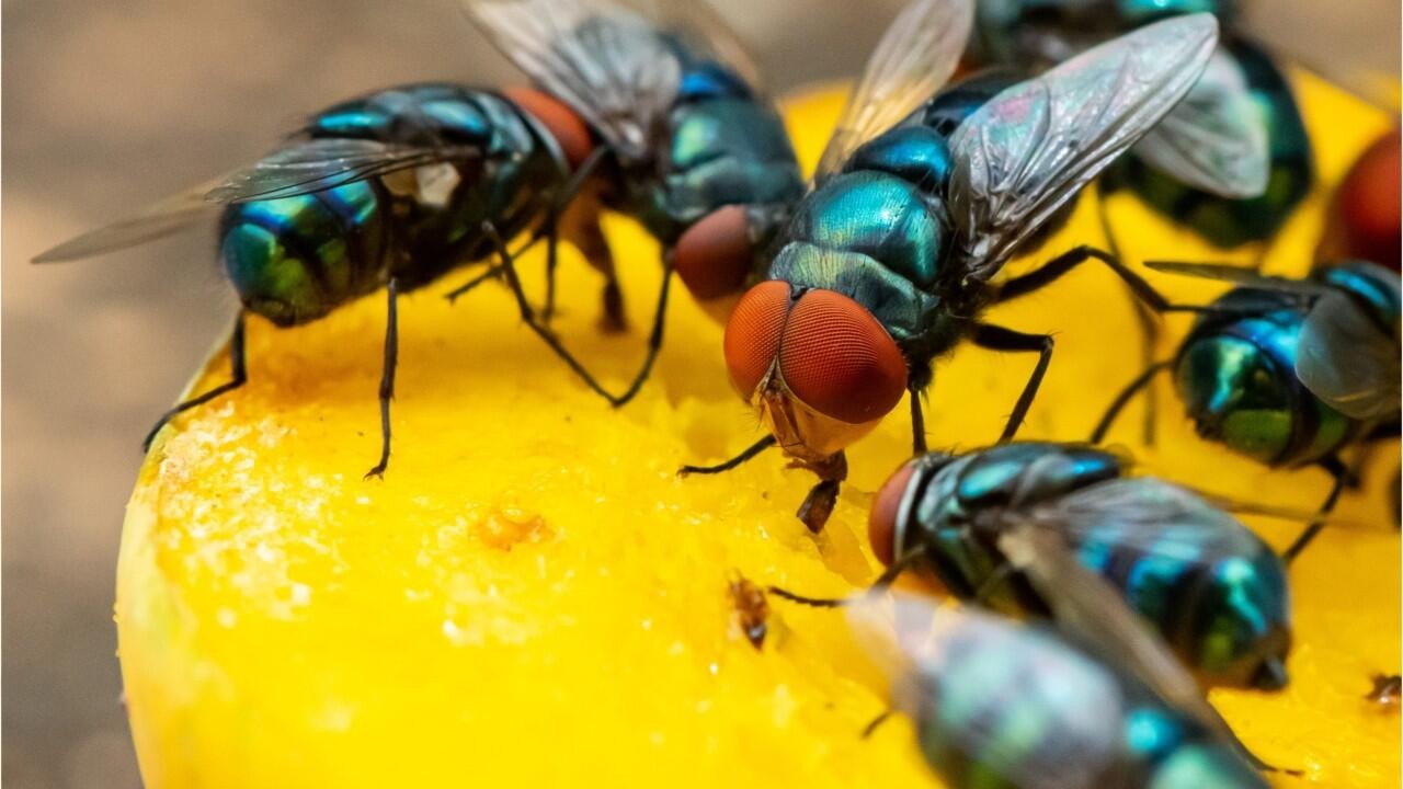 Alejar moscas de casa