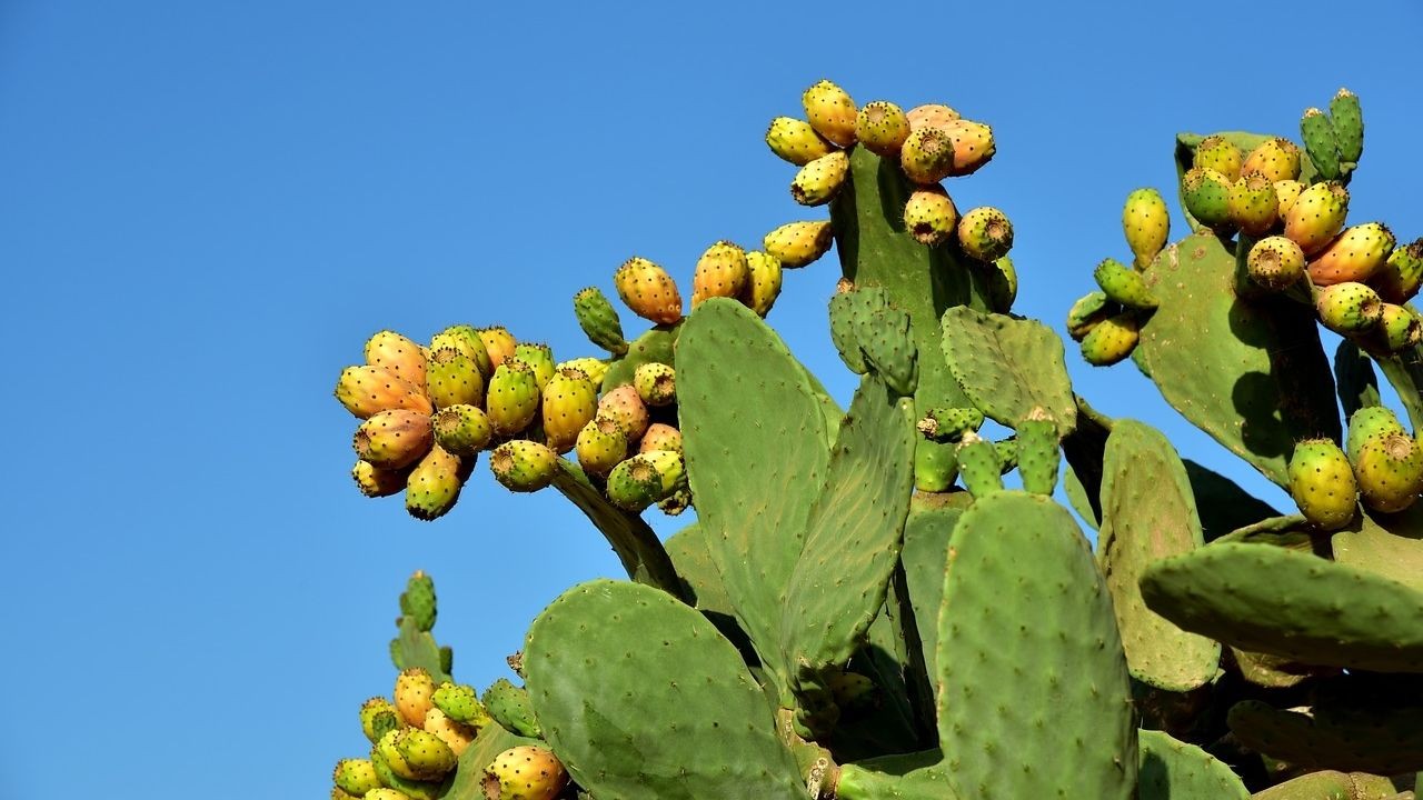 Beneficios del nopal