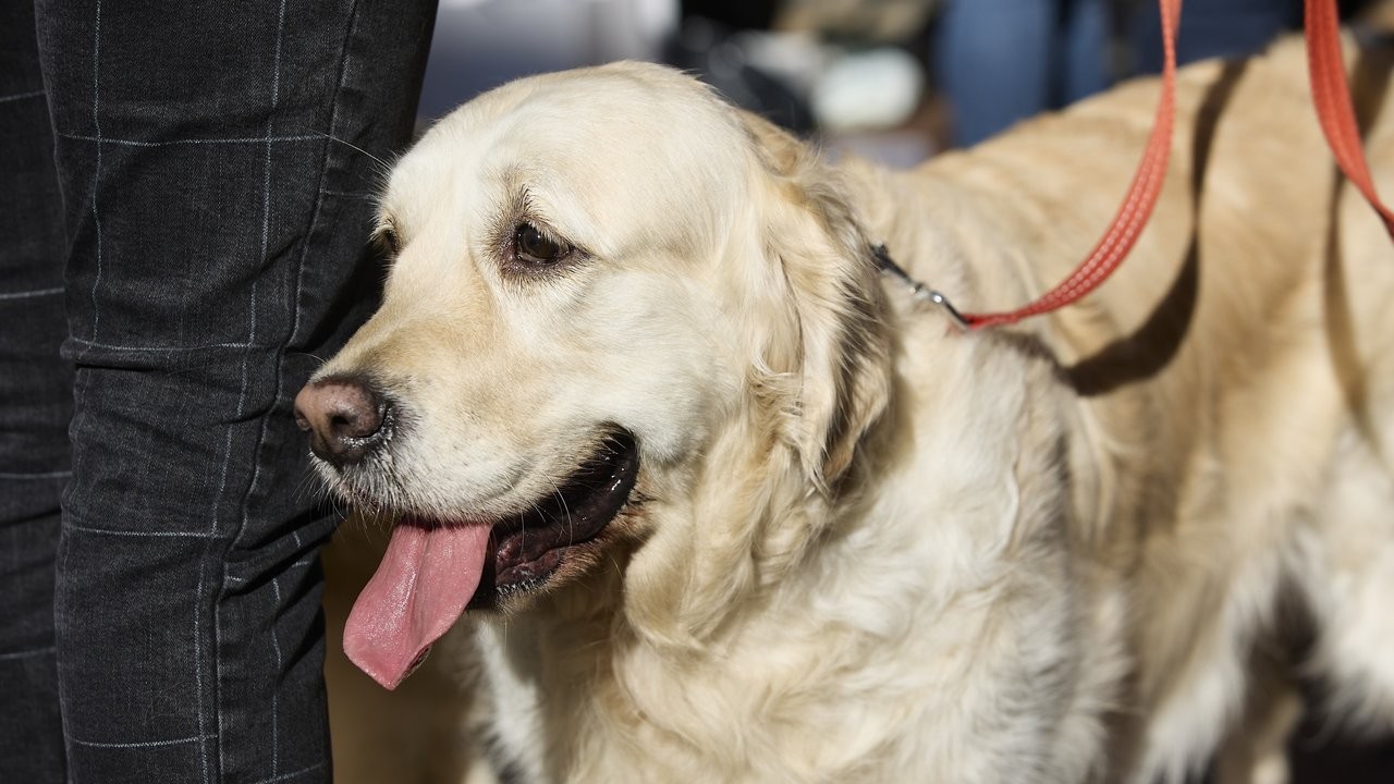 Debes quitarle el collar a tu perro