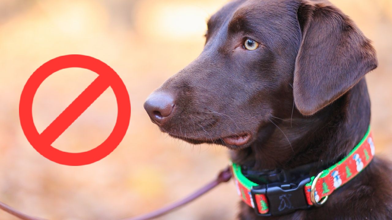 Porque debes quitarle el collar a tu perro