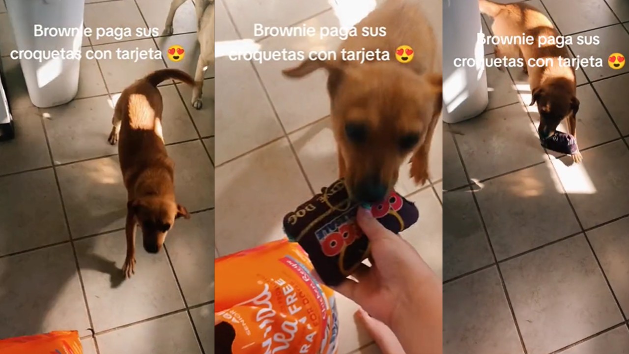 Perrita paga sus croquetas sola