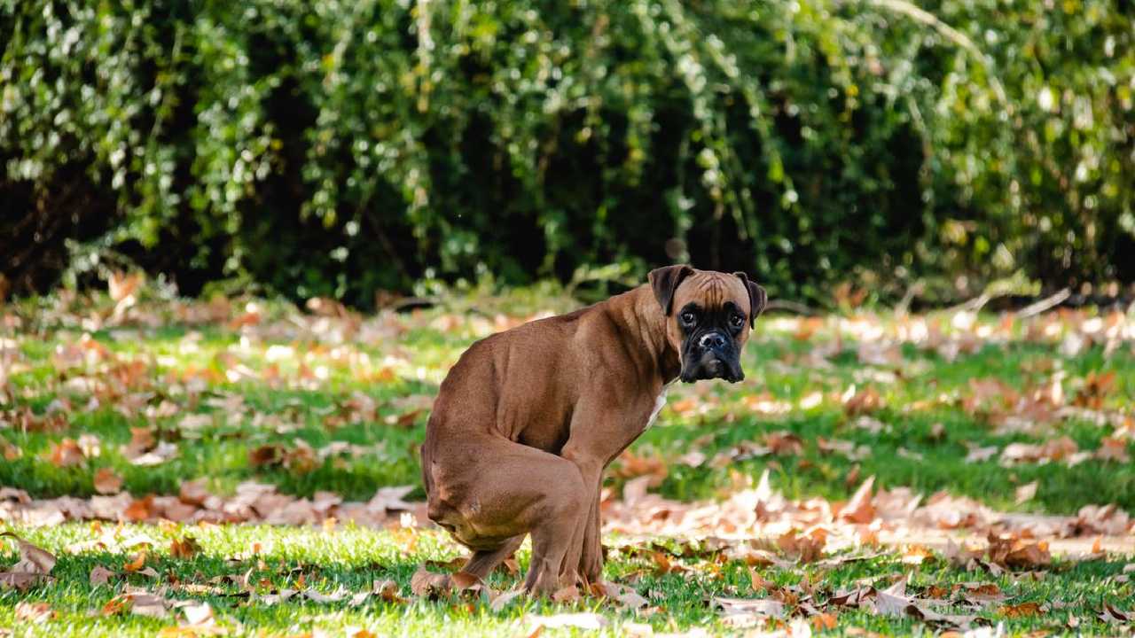 Evitar que perros defequen casa, jardín o negocio