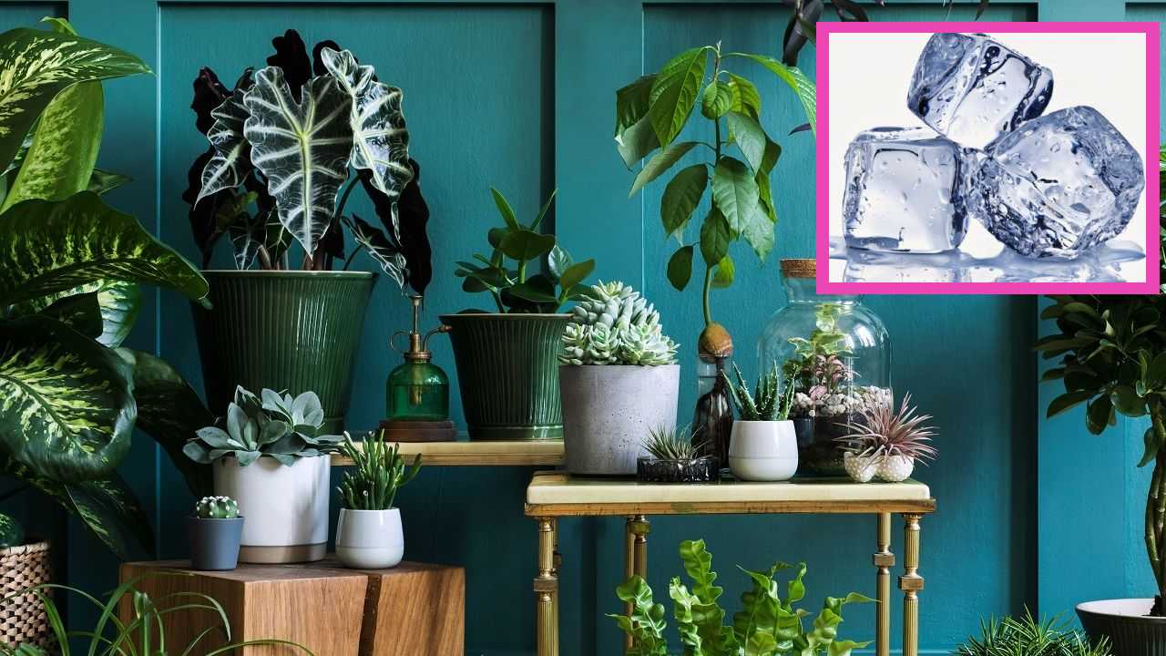 Poner hielo a plas plantas en temporada de calor