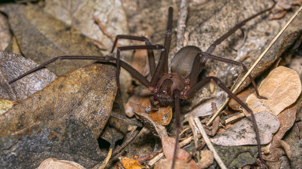 pisar a la araña violinista