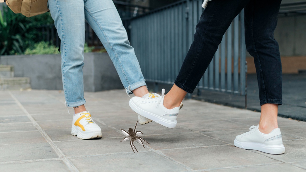 nunca debes aplastar a la araña violinista