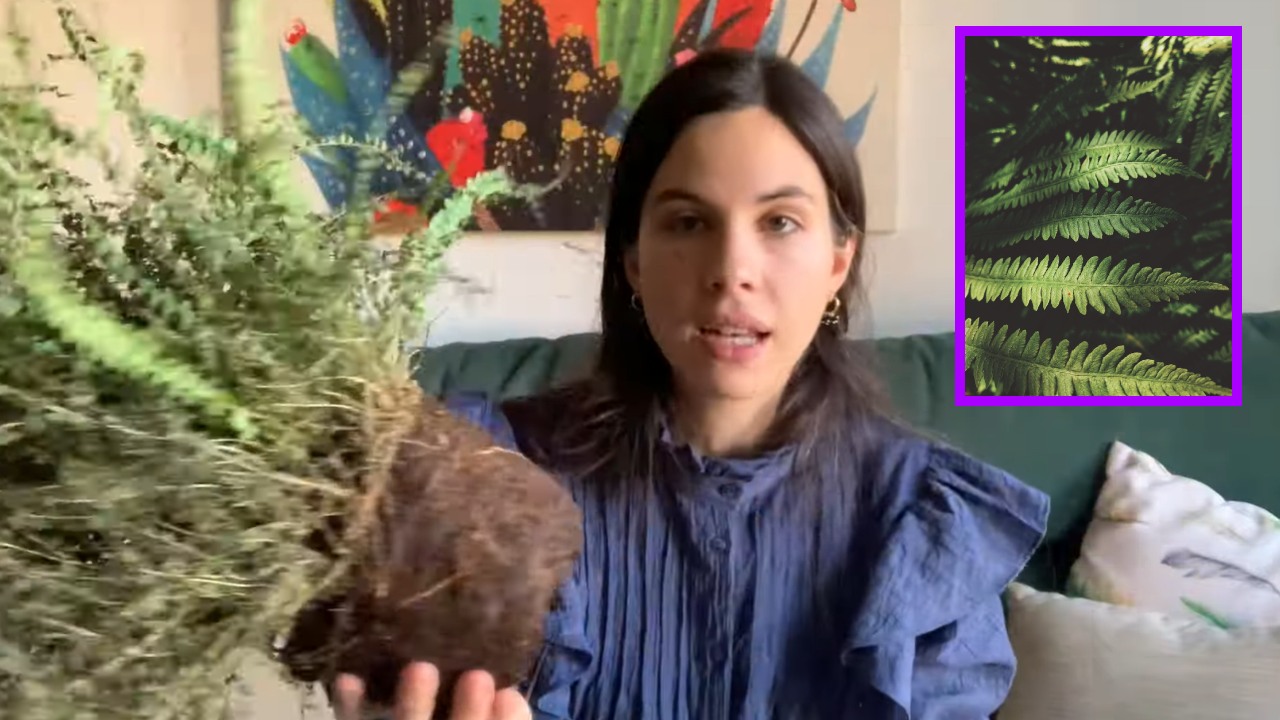 Conoce los mejores cuidados de un helecho