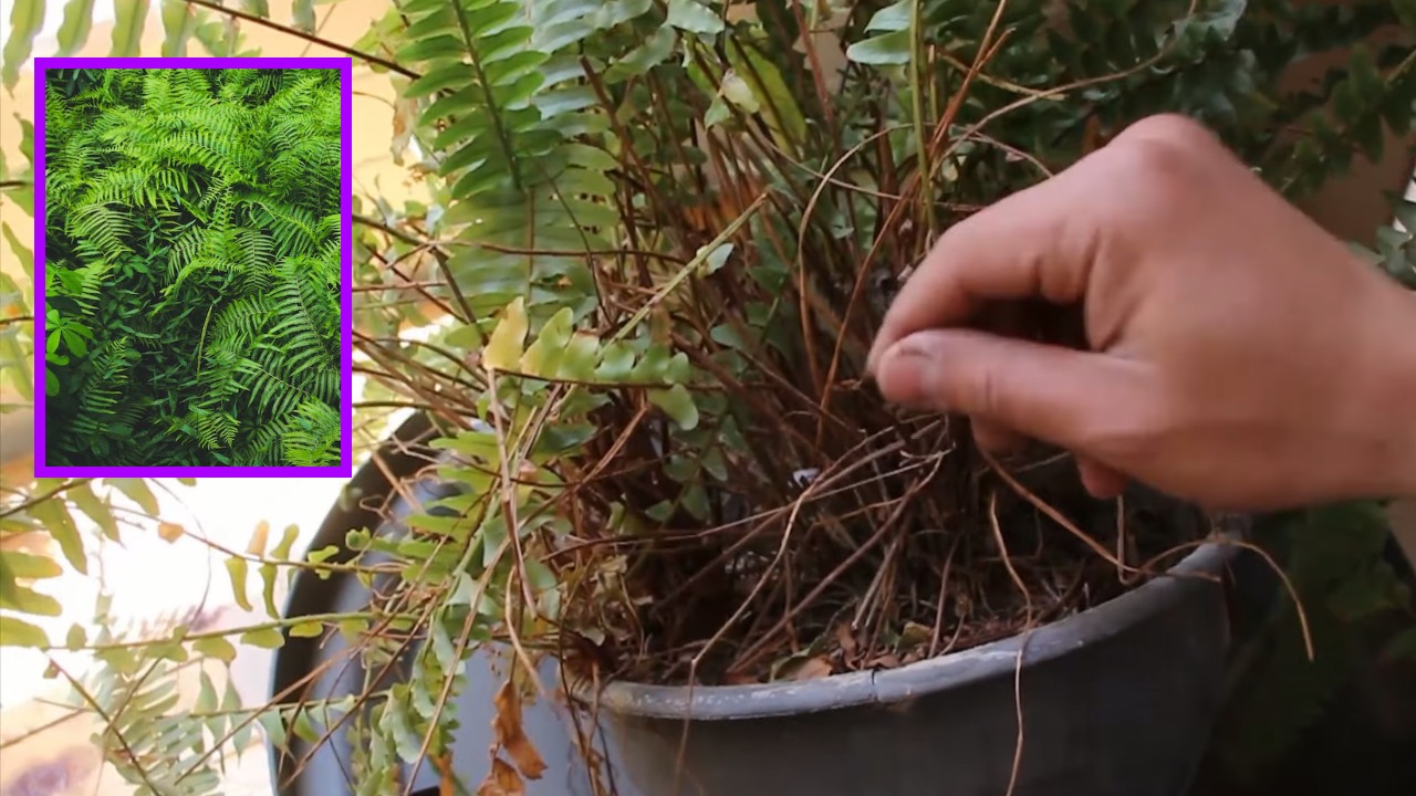 se está secando tu helecho