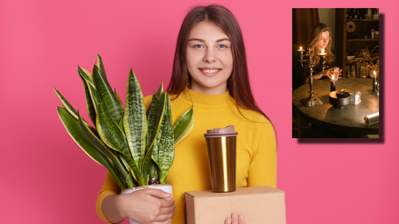 Ritual de la sansevieria para tener dinero
