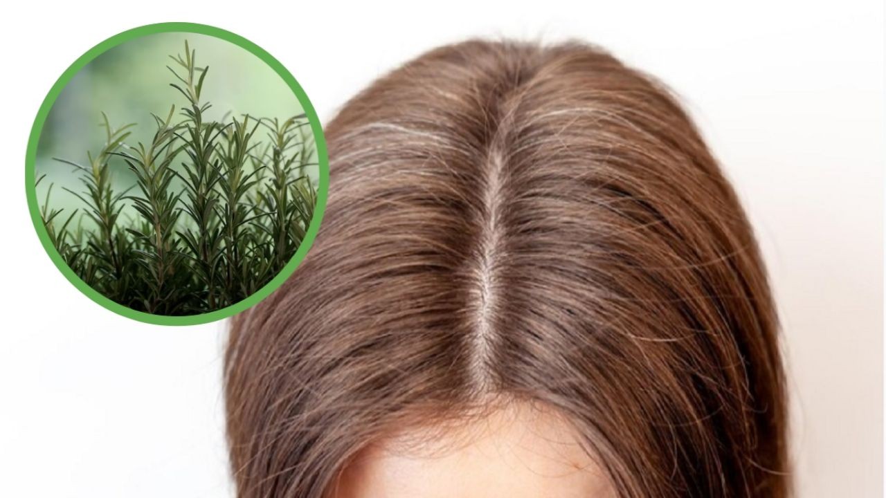 Oscurecer cabello con mascarillas de romero