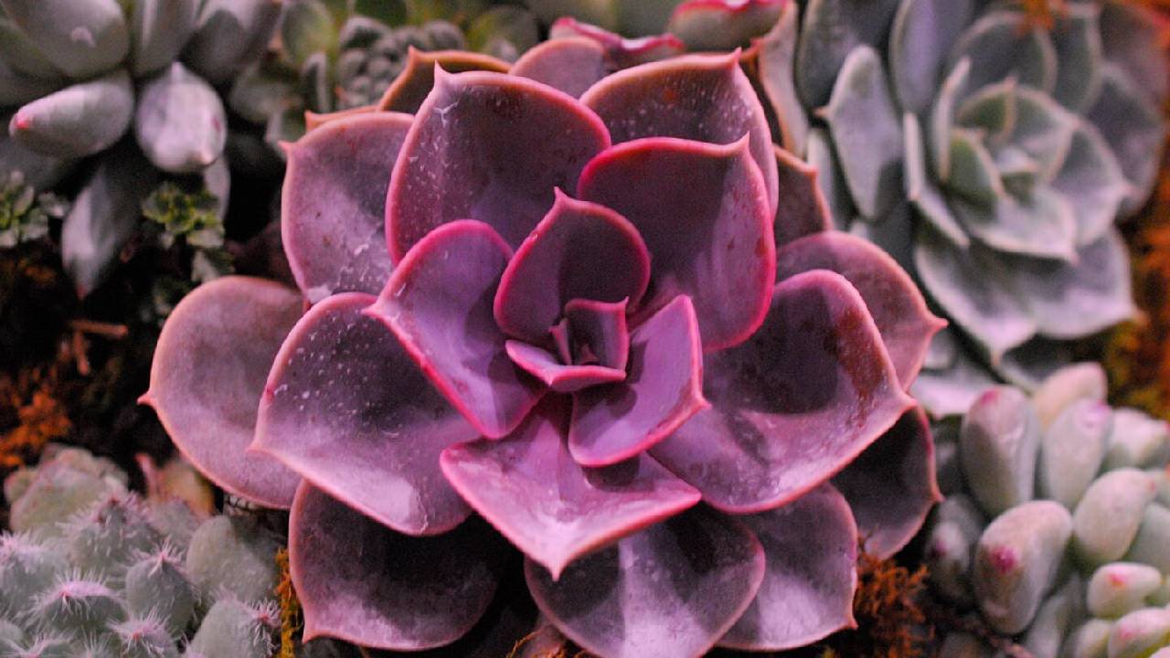 Cuidados suculenta Blue Rrose