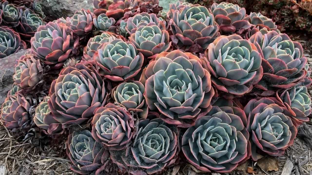 Cuidados para la suculenta Blue Rose