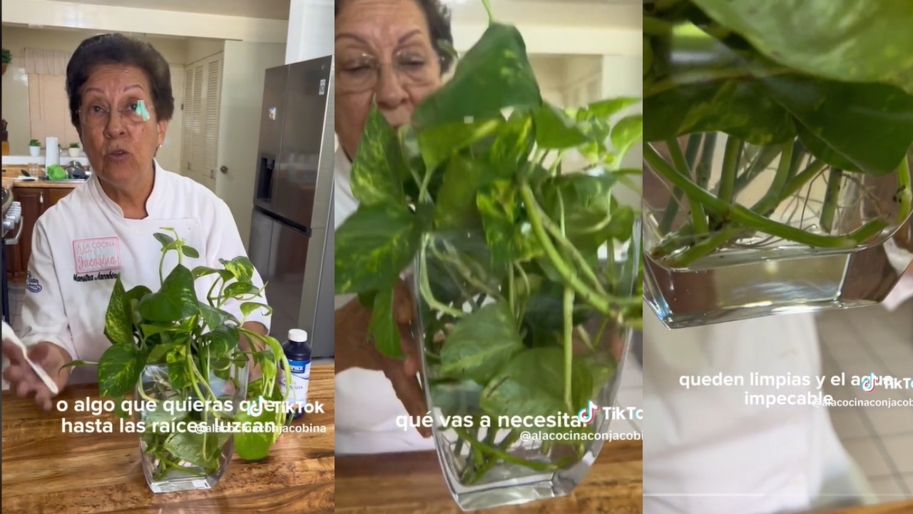 mosquito del dengue se reproduzca