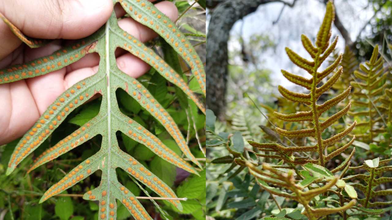 Tipos de esporas en helecho