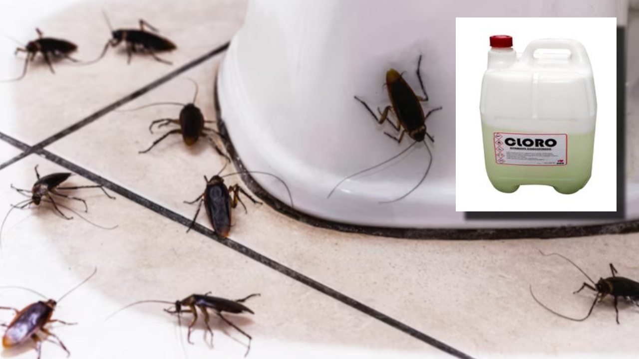 truco de limpieza con cloro que sí funciona para deshacerte de las cucarachas