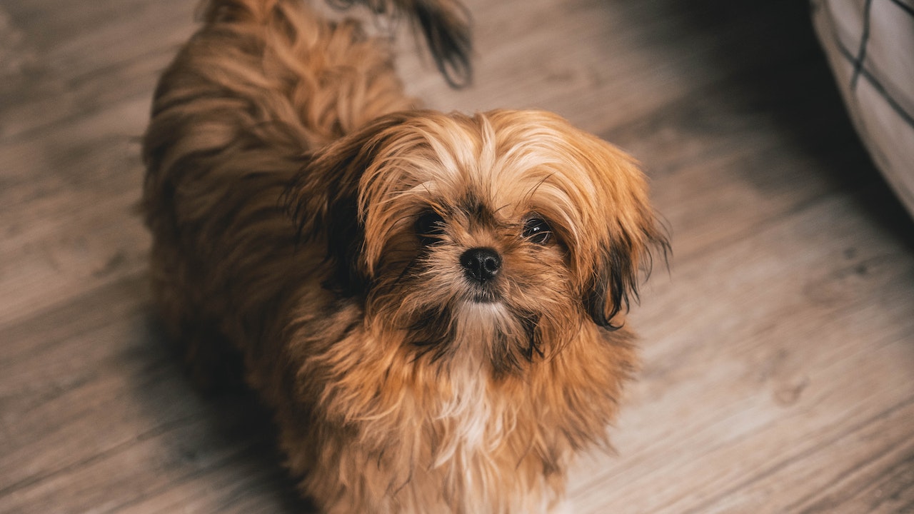 ¿Tienes un Shih Tzu?