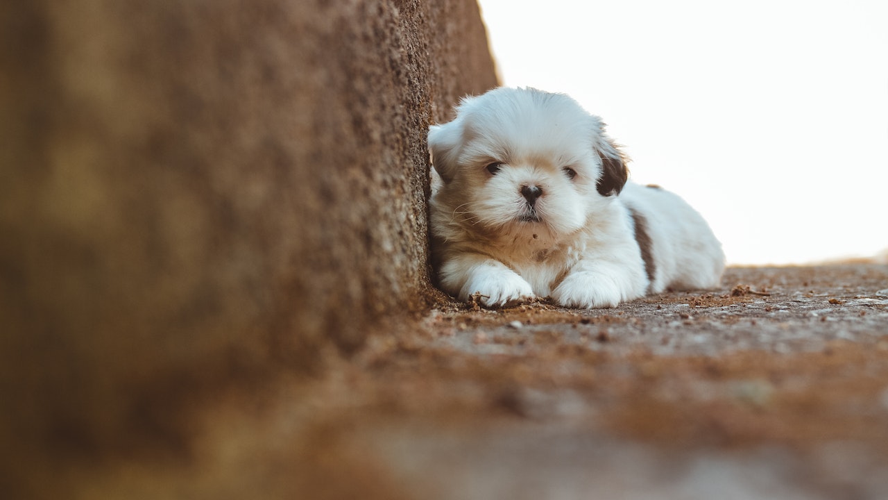 Shih Tzu, un perro adorable, pero delicado