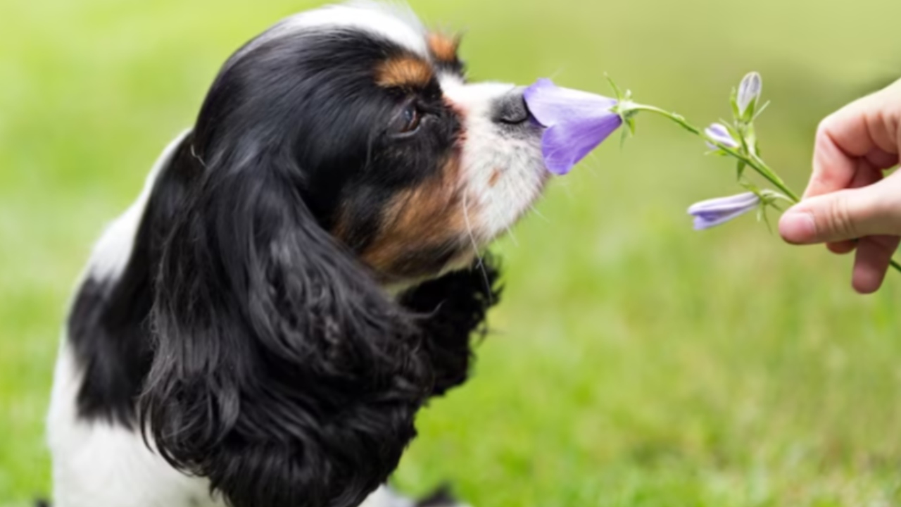 olores que los perros detestan