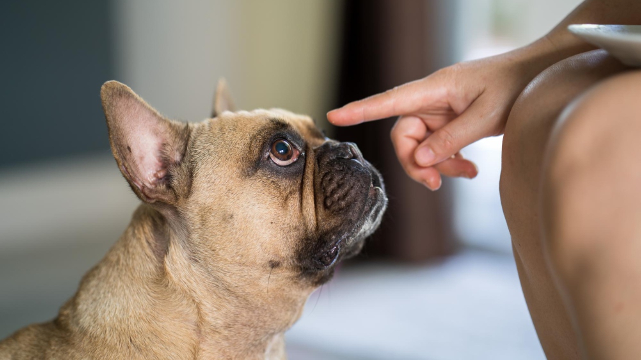 Estos son algunos de los aromas desagradables para los perros