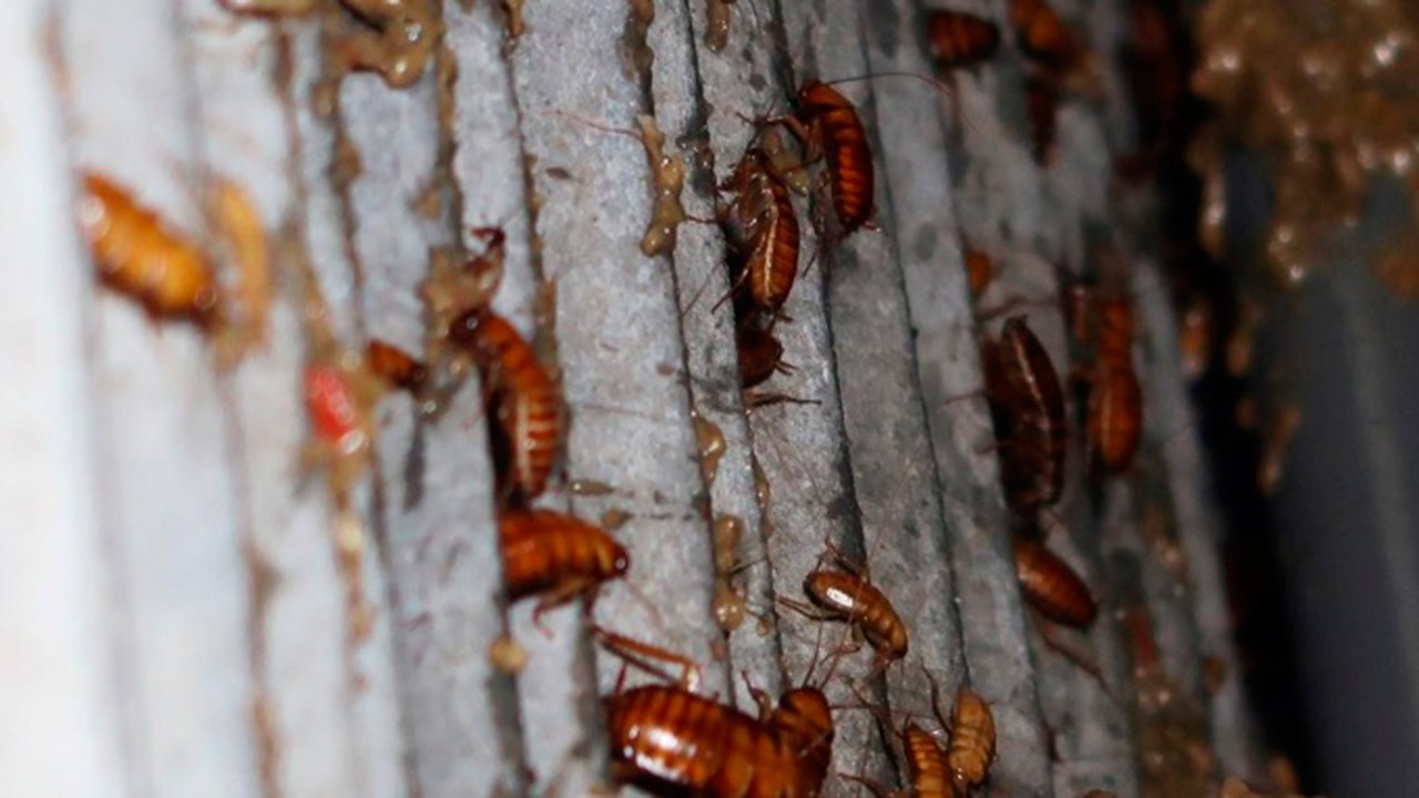 eliminar las cucarachas de casa