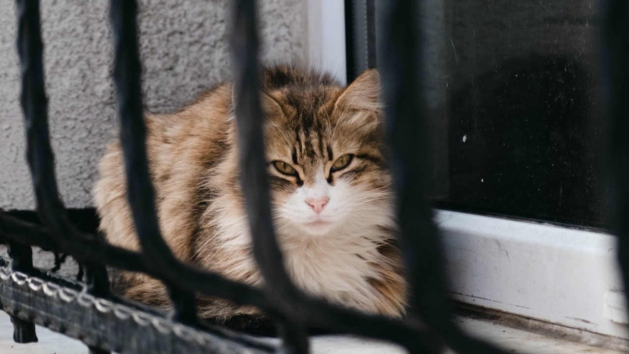 Descubre si tu gato es psicópata