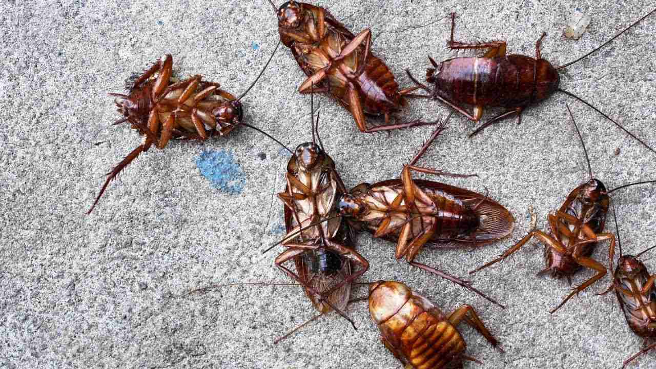 Plaga de cucarachas en casa