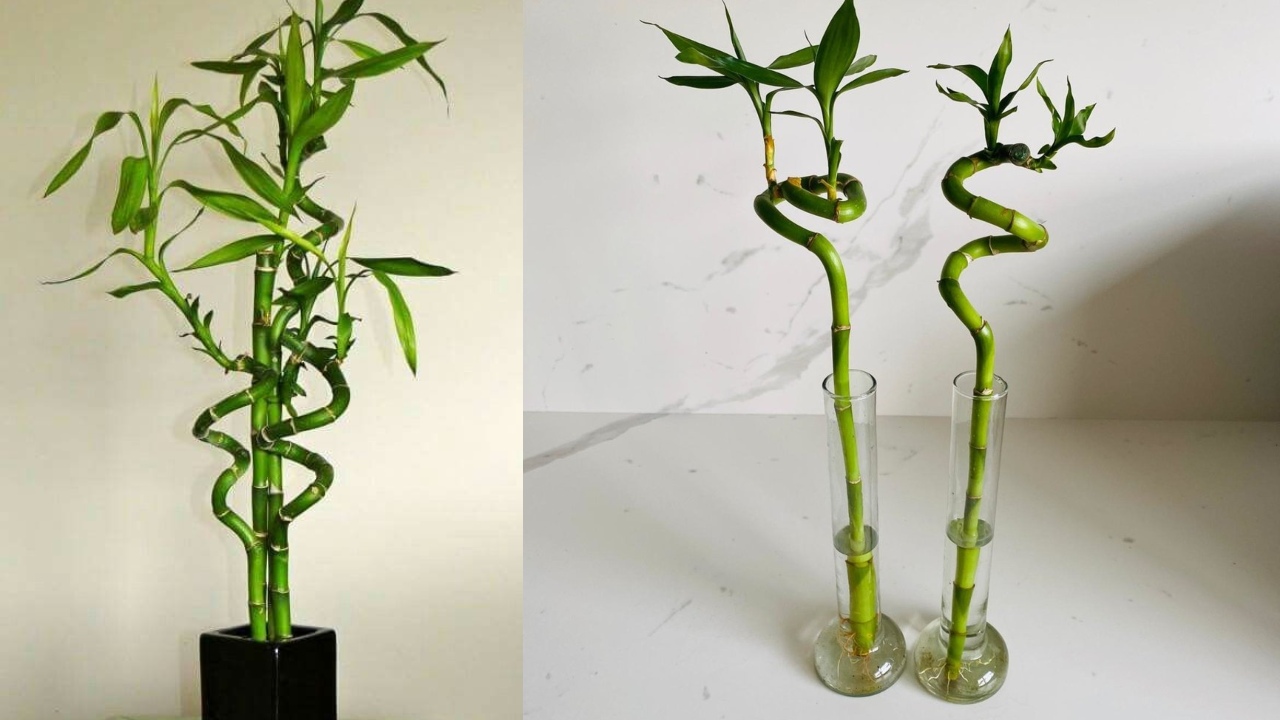 ¿Cómo moldear un bambú de la suerte?