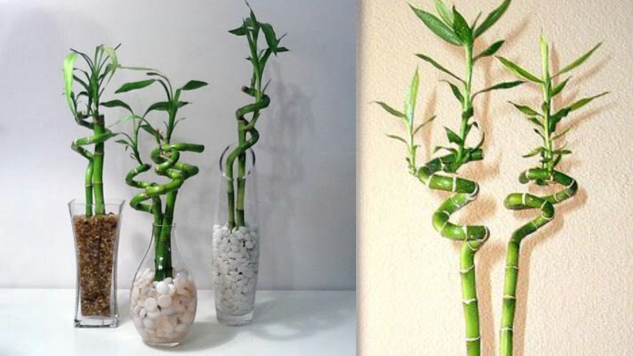 bambú de la suerte se enrosque