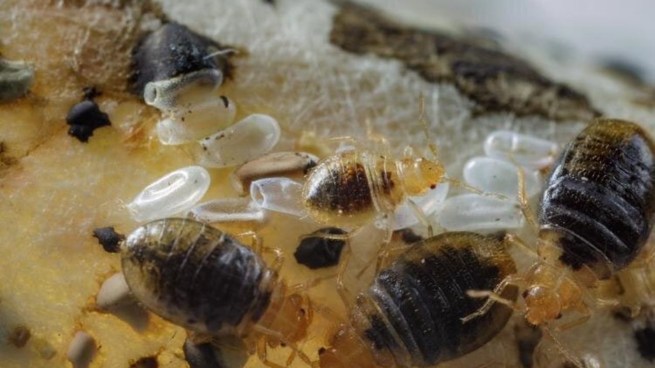 Cómo es un nido de chinches