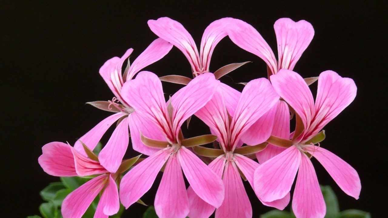 Tips para hacer florecer los malvones