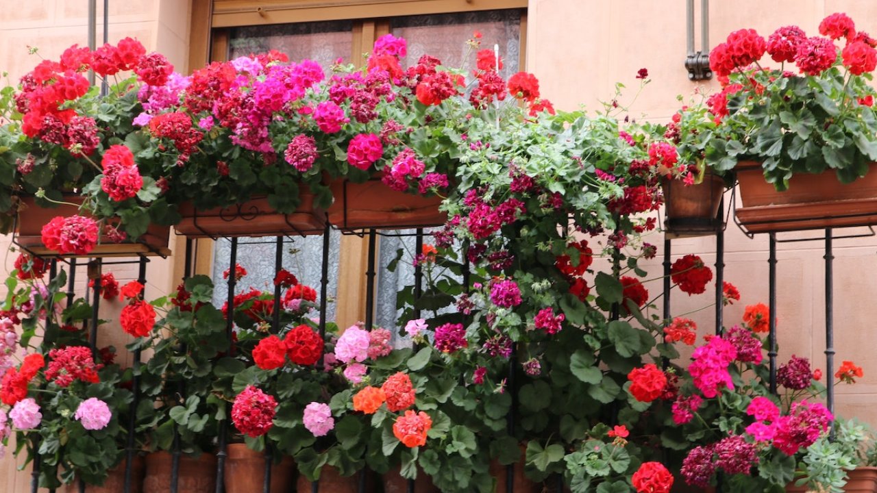 Cómo hacer que florezcan los geranios