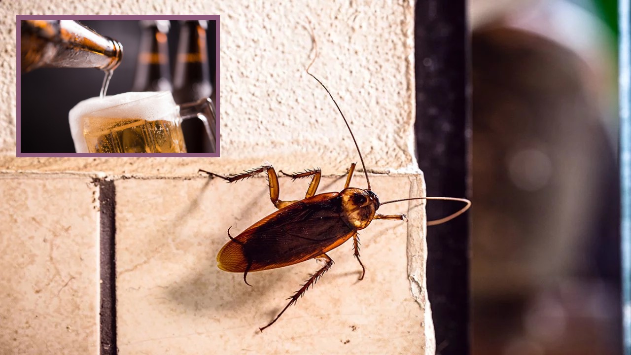 eliminar las cucarachas de casa