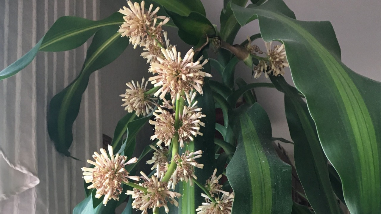 Consigue la floración del palo de Brasil 