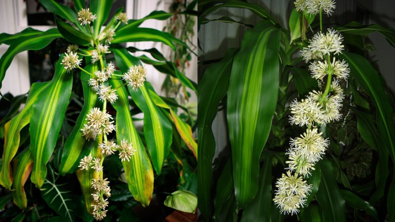 palo de Brasil florezca hermoso