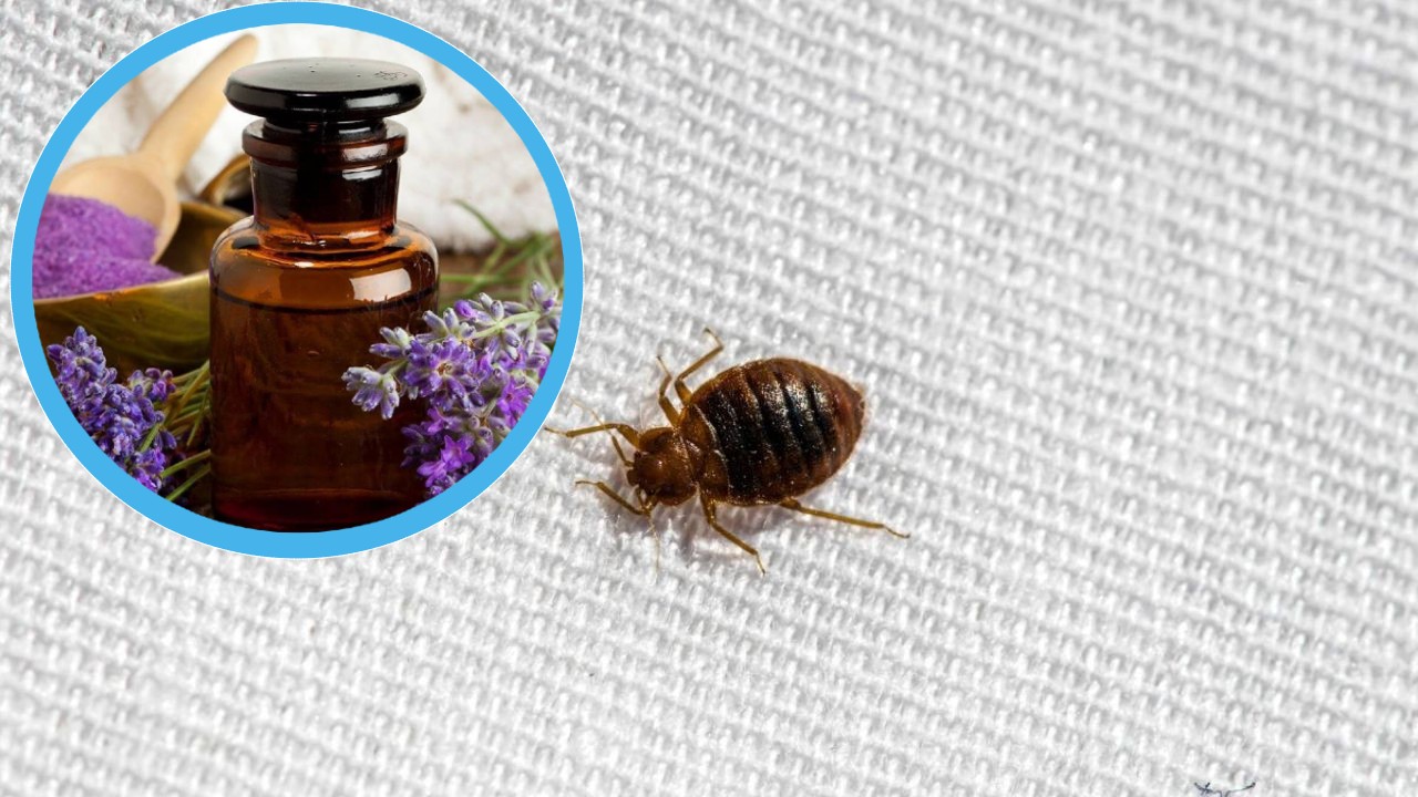 Eliminar chinches de la casa con aceites esenciales