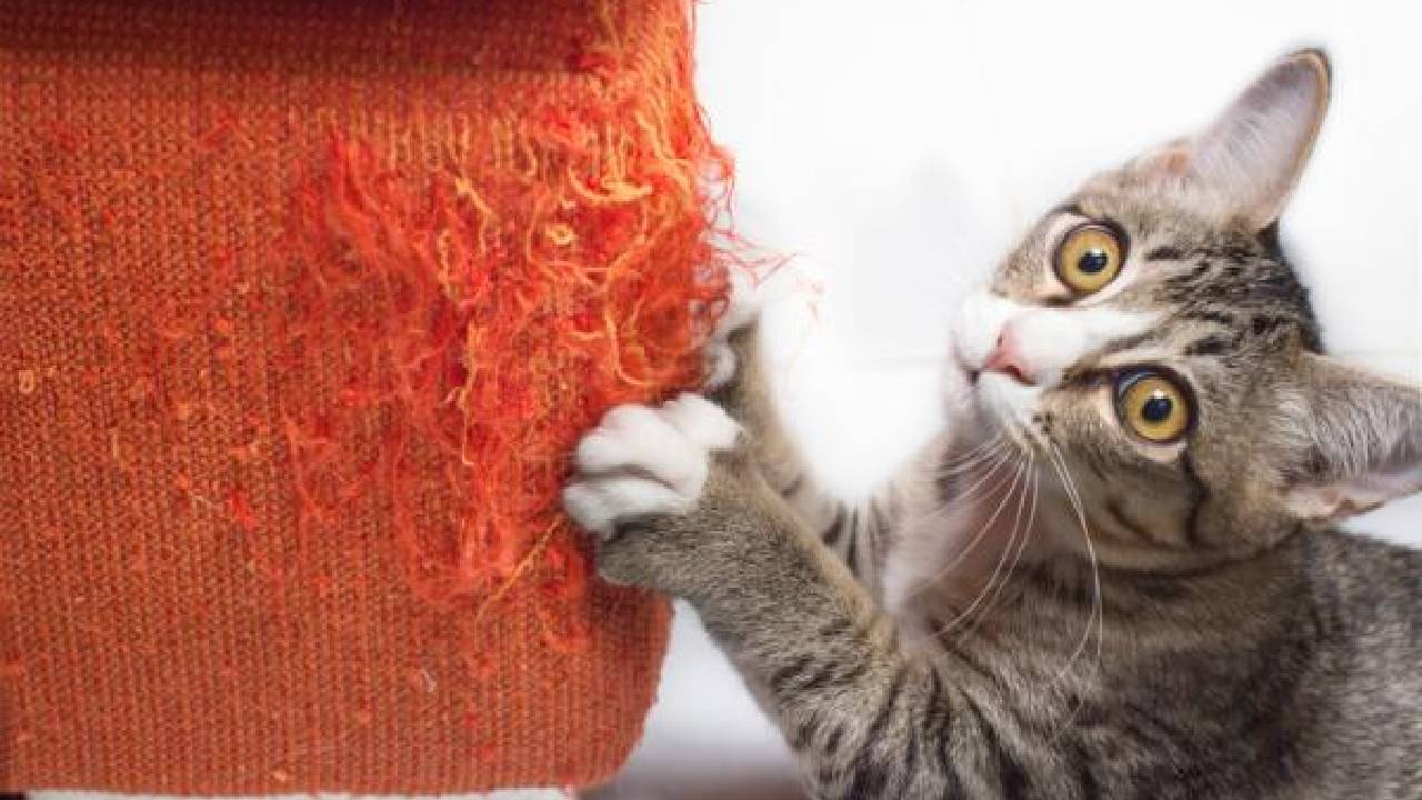 Evita que tu gatito rasguñe tus muebles