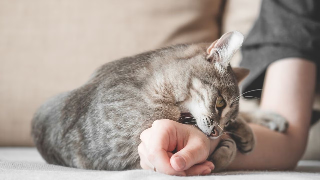 Persona favorita de los gatos