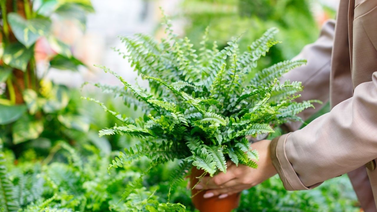 Cómo reproducir fácilmente tus helechos