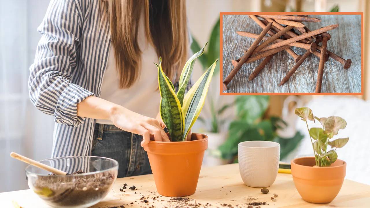 Beneficios de colocar clavos oxidados en tus macetas