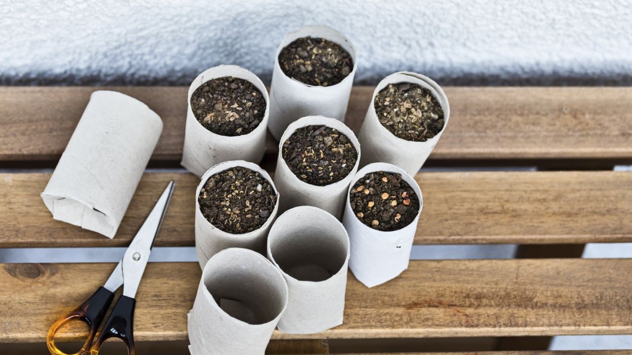 Maceteros con tubos de papel higiénico