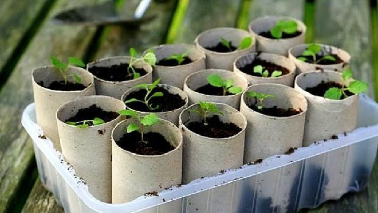 Maceteros con tubos de papel higiénico